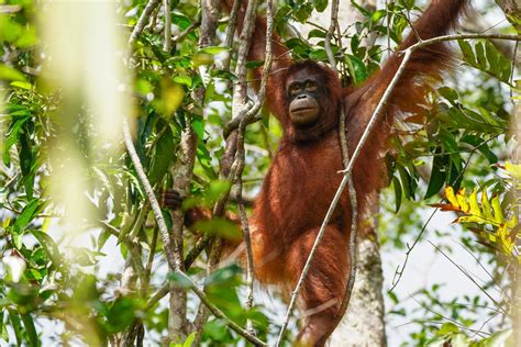 Taman Nasional Tanjung Puting: A Symphony of Orangutans and Lush Green Wilderness!