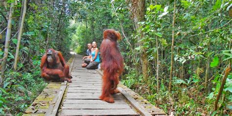 The Taman Nasional Tanjung Puting: An Orangutan Odyssey in the Heart of Borneo!